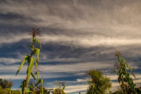 Low angle view of some corn plants against the early morning sky at the centr Stock Photos