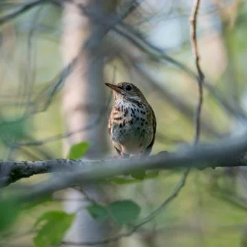 Low angle view of sparrow perching on branch, Lake of The Woods, Ontario, Canada 스톡 사진
