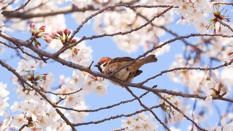 A low angle view of a sparrow perching on a cherry blossom tree in spring Stock Photos