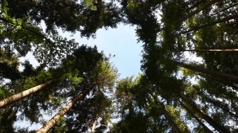 Low angle view of spectacular larch trees against blue sky in a forest. Stock Footage 219471327