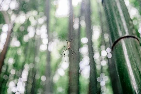 Low angle view on the spider in the web in the bamboo groove Photos