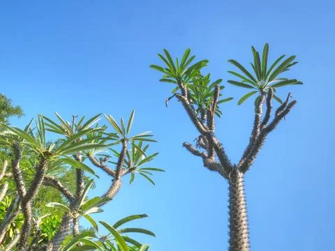 Low Angle View of Spiky Desert Plant with Green Leaves Against Clear Blue Sky Stock Photos