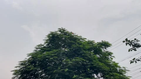 Low Angle View of Sprawling Rain Tree Canopy Under Overcast Sky Stock-Footage 345668885