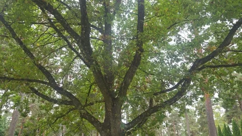 Low angle view of spreading branches and green canopy of mature oak tree Stock Footage 347589419