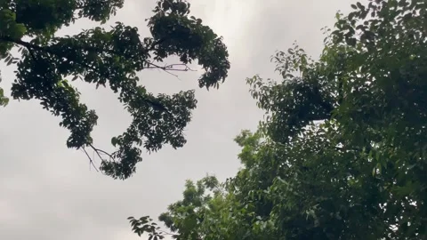 Low Angle View of Spreading Tree Tops Against Stormy Sky. Stock Footage 345069274