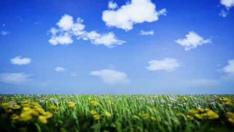 Low Angle View of Spring Meadow with Yellow Wildflowers and Blue Sky Stock-Footage 335407390