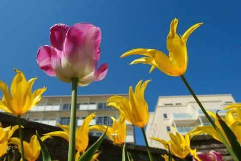 Low angle view of spring pink and yellow flowers in a seaside border Stock Photos