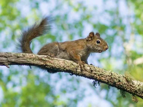 Low angle view of squirrel on tree branch, Kenora, Lake of The Woods, Ontario, Stock Photos