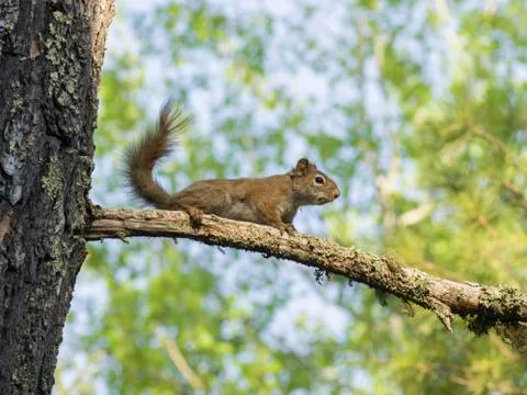 Low angle view of squirrel on tree branch, Kenora, Lake of The Woods, Ontario, 스톡 사진