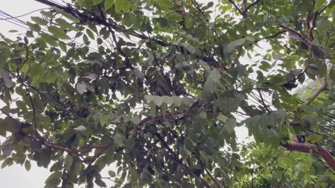 Low Angle View of Star Fruit Averrhoa Carambola Tree Canopy with Power Lines Stock-Footage 345671147