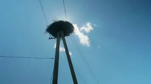 Low angle view of stork's nest on utility pole near the forest. Clear blue sky Stock Footage 134571897