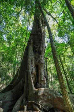 Low angle view of strangler fig rising through rainforest in Copeland Tops 库存照片