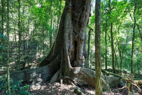 Low angle view of strangler fig rising through rainforest in Copeland Tops Фото