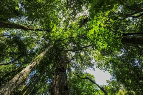 Low angle view of strangler fig rising through rainforest in Copeland Tops Фото