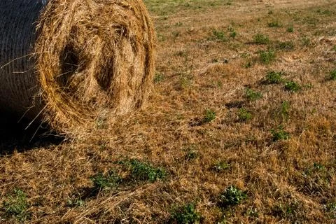 Low angle view of straw on the meadow. Stock Photos