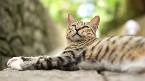 Low angle view of a stray cat breathing fast Stock Footage 341343307