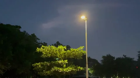 Low Angle View of Street Lamp Lighting Up a Tree Top in Evening. Stock Footage 344686746