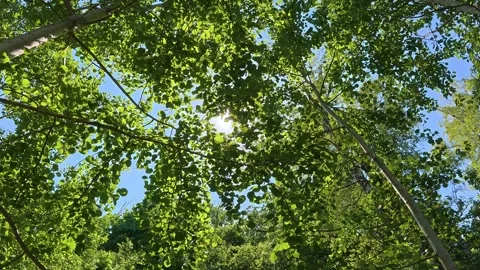Low Angle View of Sun Beaming Through Green Aspen Tree Canopy Against Blue Sk Stockbeeldmateriaal 341410393