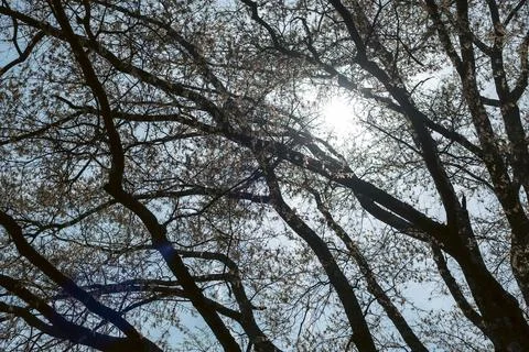 Low angle view of sun beaming through tree branches Stock Photos