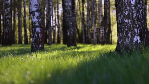 Low Angle View Of Sun-Dappled Green Grass In A Birch Forest. White Trunks Of Bir Stock Footage 310302742