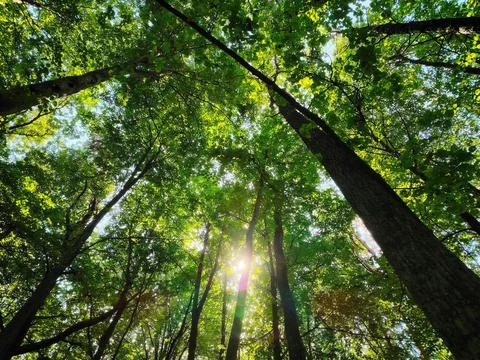 Low-angle view of sun filtering through dense green trees. Stock Photos