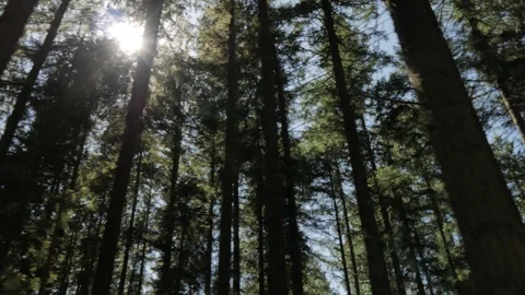 Low angle view of sun shining through branches of forest Stock Footage 120079315