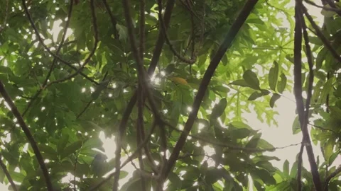 Low angle view of sun shining through lush green tree canopy Stock Footage 318234848