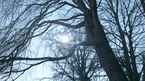 Low angle view of sun shining through bare tree branches in winter 스톡 동영상 331188679