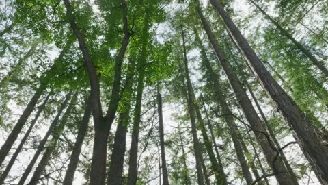 Low angle view of sun shining through evergreen forest canopy Stock Footage 332621023