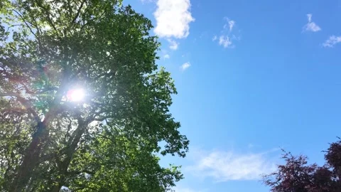Low Angle View of Sun Shining Through Green Tree Canopy in Paris Stock Footage 335498536