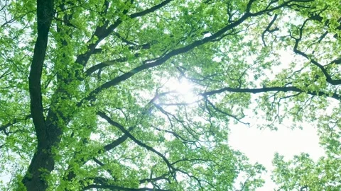 Low angle view of sun shining through green tree leaves 스톡 동영상 336845545