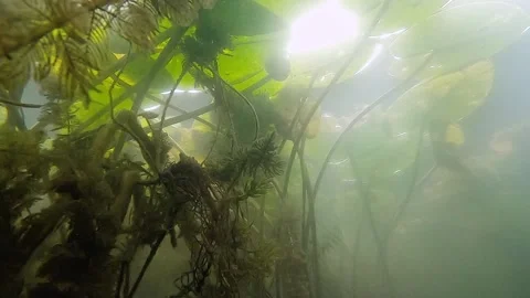Low angle view of sun shinning though the water on underwater plants Stock Footage 263127310