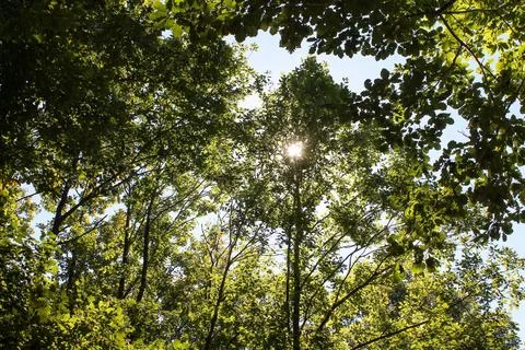 Low angle view of sunbeams shining through lush green forest canopy Stock Photos