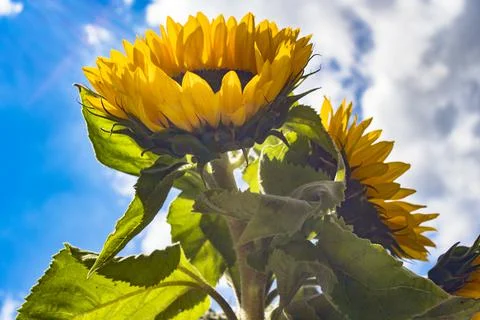 Low angle view in the sunflower field Stock Photos