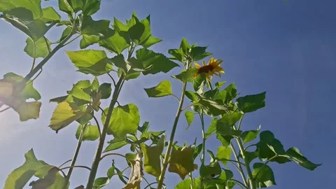 Low angle view of a sunflower plant reaching towards the bright blue sky Stock Footage 342722443