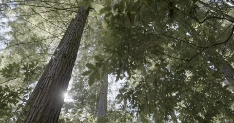 Low angle view of sunlight falling on the tall trees in the forest Video stock 145279021