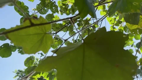 Low Angle View of Sunlight Filtering Through Tropical Rainforest Canopy Leaves Vídeos de archivo 325014225
