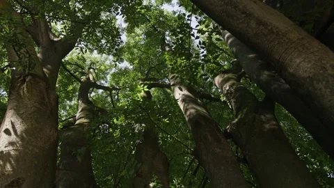 Low angle view of sunlight filtering through forest trees Stock Footage 348690449