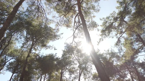 Low Angle View of Sunlight Shining Through Pine Tree Canopies in Çamlık Parkı Stock Footage 348682359