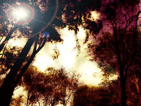 Low angle view of sunlight streaming through trees. Stock Photos