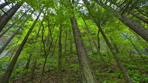 Low Angle View with Sunlight Through Forest Douglas Fir Trees and Sky in 4k Stock Footage 248156265