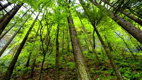Low Angle View with Sunlight Through Forest Douglas Fir Trees and Sky in 4k Stock Footage 248160189