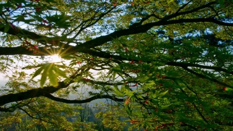 Low Angle View with Sunlight Through Forest Douglas Fir Trees and Sky in 4k Stock Footage 248165719