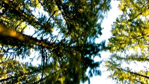 Low Angle View with Sunlight Through Forest Douglas Fir Trees and Sky in 4k Stock Footage 248170315
