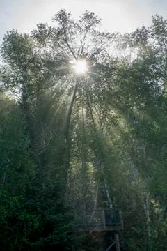 Low angle view of sunlight through trees in a forest 스톡 사진