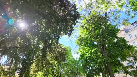 Low Angle View of Sunlit Tree Canopy in a Paris Park Stock Footage 335799591