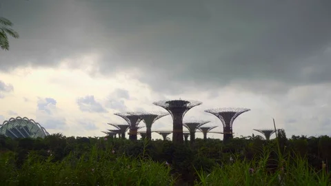 Low angle view of super tree in the evening Stock Footage 116484508