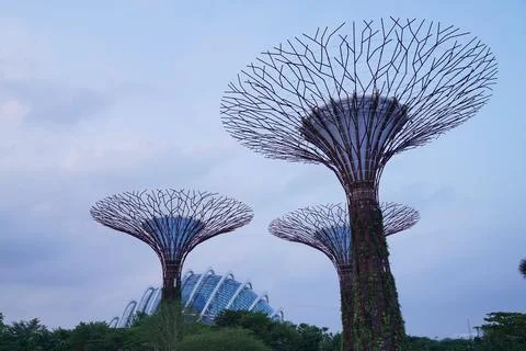 Low-angle view of Supertree Grove at Gardens by the Bay in Singapore Stock-Fotos