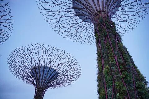 Low-angle view of Supertree Grove at Gardens by the Bay in Singapore Stock Photos