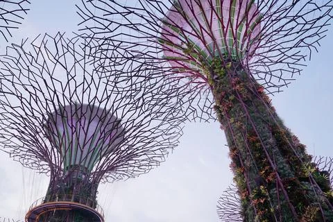 Low-angle view of Supertree Grove at Gardens by the Bay in Singapore Stock Photos
